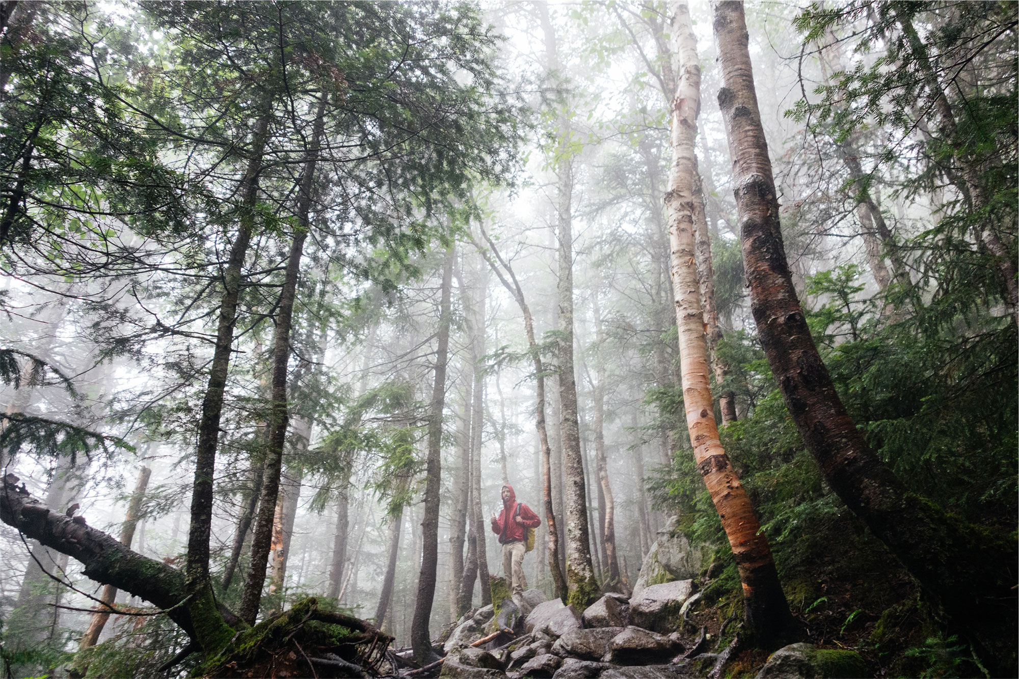 stock image of man in a forest