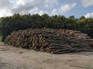Dublin Logs yard two stacks of Irish hardwood and one of softwood 
